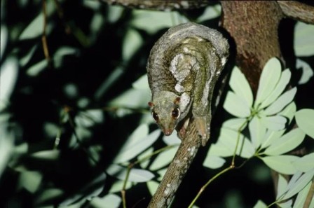 Langkawi Enchanted Rainforest Night Tour